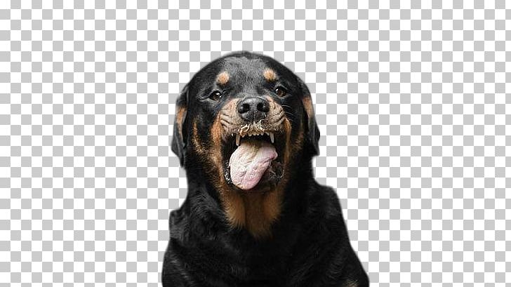 Dog Puppy Peanut Butter Eating Food PNG, Clipart, Black, Black Background, Black Board, Black Hair, Black White Free PNG Download
