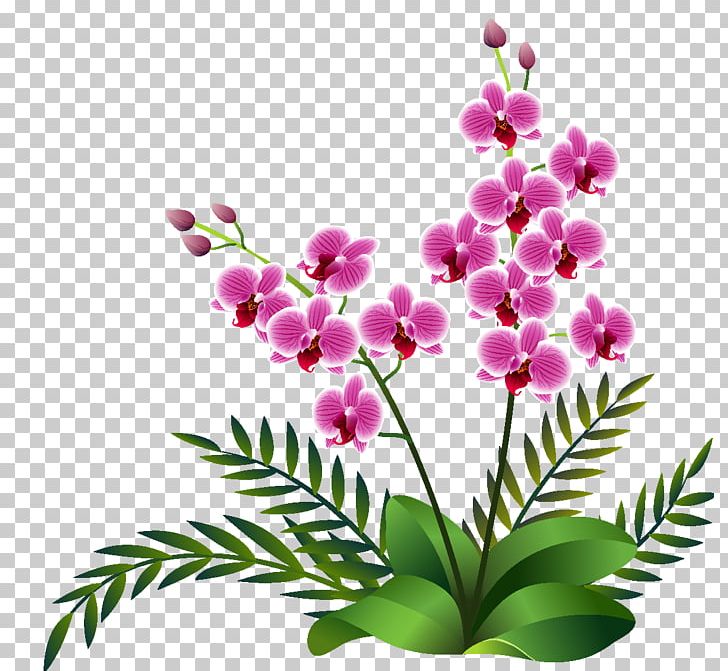 Flower Photography PNG, Clipart, Ansichtkaart, Branch, Cut Flowers, Dendrobium, Flora Free PNG Download