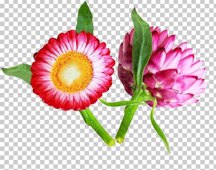 Flower Stock Photography Petal PNG, Clipart, Bead, Beads, Chrysanthemum, Cut Flowers, Daisy Free PNG Download