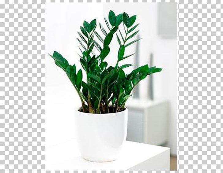Flowerpot Houseplant Zamioculcas Zamiifolia Zamia PNG, Clipart, Aloe Vera, Flowerpot, Food Drinks, Houseplant, Interior Design Services Free PNG Download