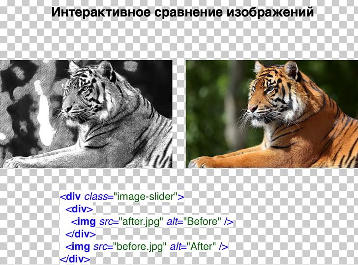 Tiger Cat Habrahabr Whiskers Cascading Style Sheets PNG, Clipart, Big Cat, Big Cats, Bitly, Blog, Carnivoran Free PNG Download
