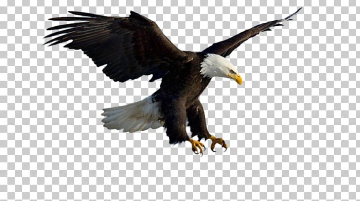 Bald Eagle Bird Of Prey Golden Eagle PNG, Clipart, Accipitridae, Accipitriformes, Animals, Bald Eagle, Beak Free PNG Download