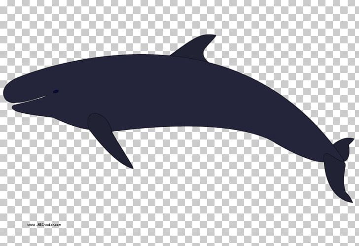 Killer Whale Cetacea Humpback Whale PNG, Clipart, Black, Black And White, Blue Whale, Cetacea, Dolphin Free PNG Download