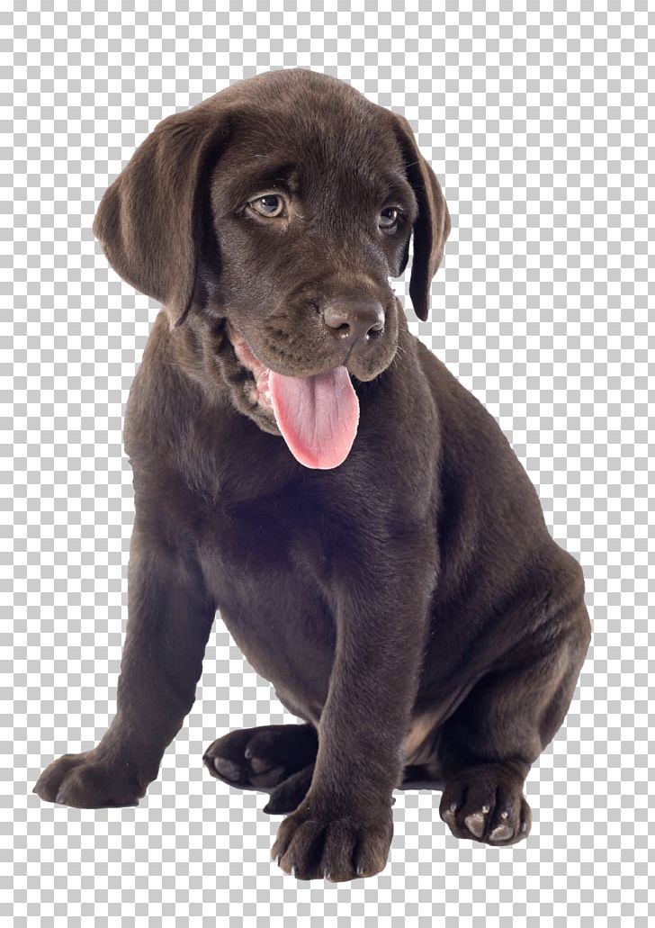 Labrador Retriever Puppy Dog Breed Companion Dog Borador PNG, Clipart, Animal, Animals, Australian Cattle Dog, Borador, Carnivoran Free PNG Download
