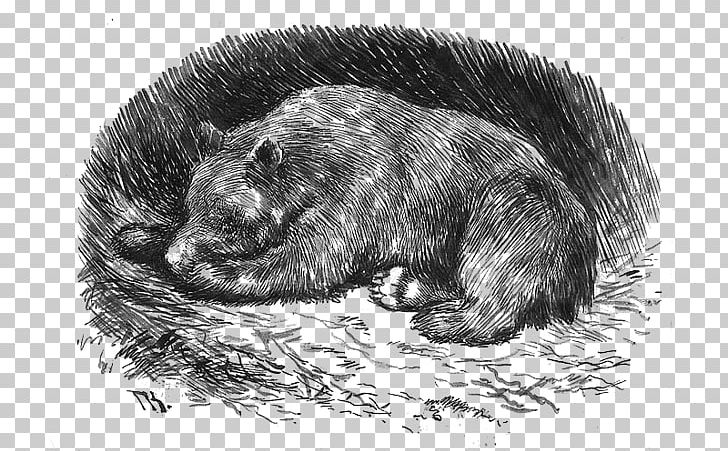 Norwegian Folktales Scandinavian Folklore Legend Bear PNG, Clipart, Bear, Beaver, Black And White, Carnivoran, Dog Free PNG Download