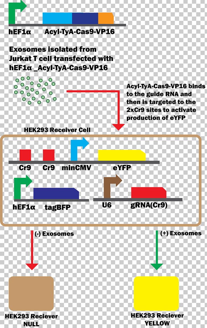 Exosome CRISPR Cas9 Herpes Simplex Virus Protein Vmw65 DNA PNG, Clipart, Angle, Area, Bacteria, Biobrick, Cas9 Free PNG Download
