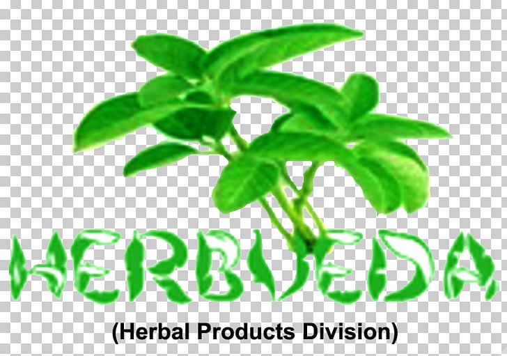 Herbalism India Holy Basil PNG, Clipart, Ayurveda, Basil, Business, Herb, Herbal Free PNG Download