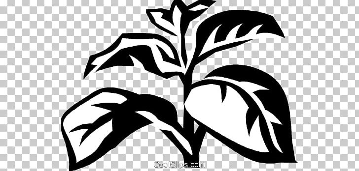 Basil Herb Medicinal Plants PNG, Clipart, Artwork, Basil, Black And White, Branch, Chives Free PNG Download