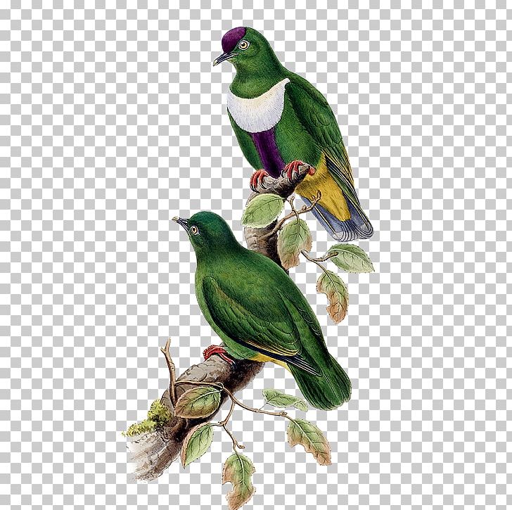 Bird White-bibbed Fruit Dove PNG, Clipart, Animal, Animals, Background Green, Beak, Bird Cage Free PNG Download
