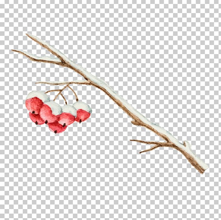 Holly Fruit Illustrator Material PNG, Clipart, Branch, Christmas Illustration Material, Common Holly, Decorative Patterns, Fruit Free PNG Download
