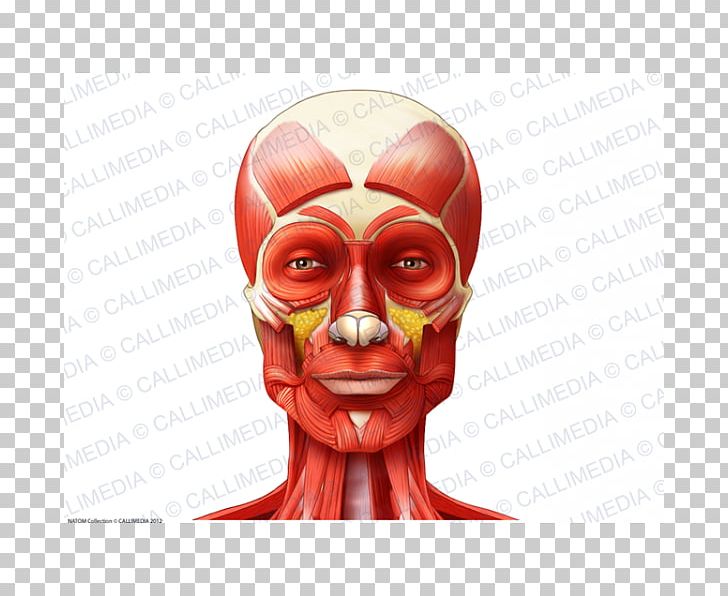 Muscle Anatomy Neck Muscular System Head PNG, Clipart, Anatomy, Blood Vessel, Face, Fictional Character, Head Free PNG Download