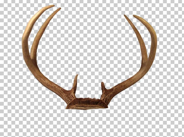 Reindeer Horn Antler PNG, Clipart, Animal Product, Animals, Antler, Antlers, Deer Free PNG Download