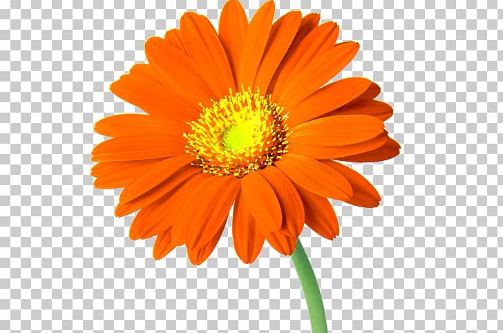Cut Flowers Common Daisy PNG, Clipart, Annual Plant, Artificial Flower, Calendula, Calendula Officinalis, Clip Art Free PNG Download