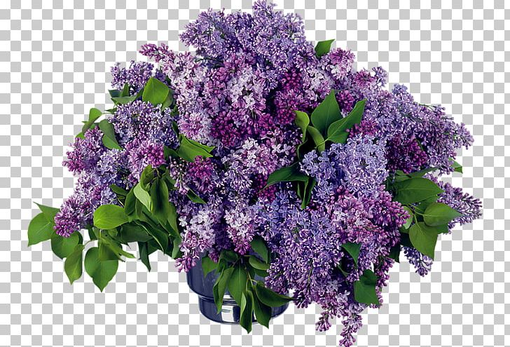 Desktop Day Of HR Specialist Flower Lilac PNG, Clipart, Annual Plant, Common Lilac, Cut Flowers, Desktop Wallpaper, Digital Image Free PNG Download