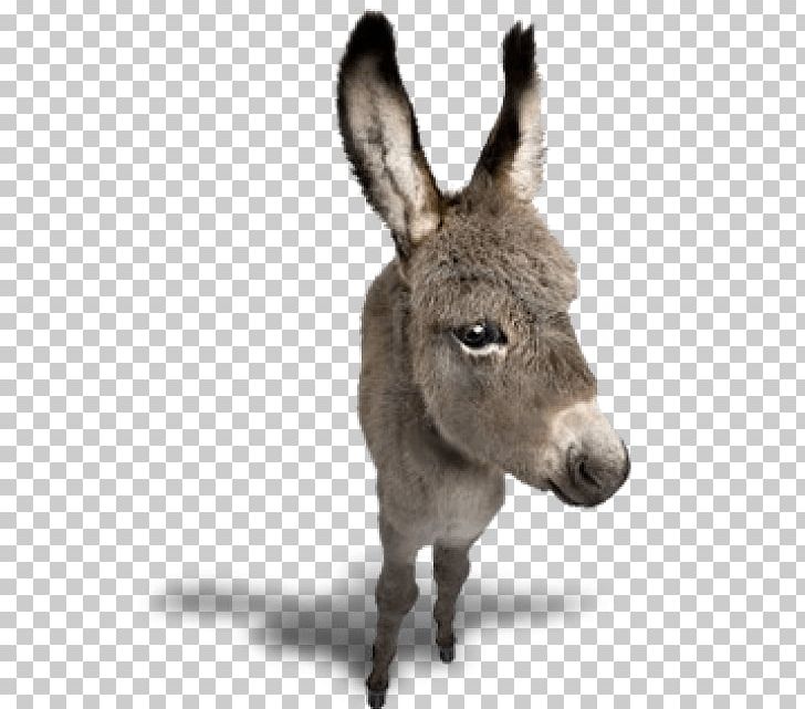 Donkey Portable Network Graphics Horse PNG, Clipart, Animals, Burro, Digital Image, Donkey, Donkey Clipart Free PNG Download