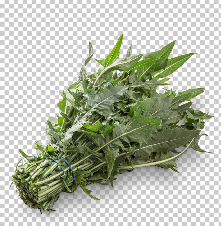Spring Greens Sugarloaf Chicory Vegetable Salad PNG, Clipart, Celery, Chard, Chicory, Cichorium Endivia, Curled Endive Free PNG Download