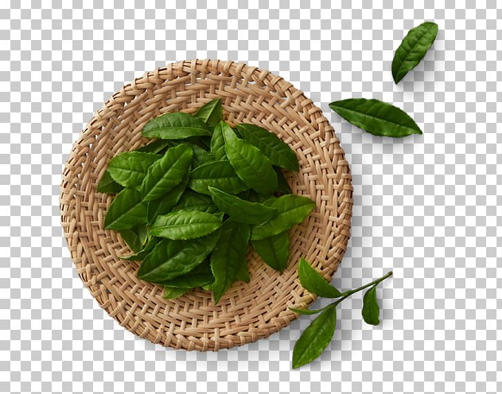 Green Tea Matcha Tea Production In Sri Lanka Black Tea PNG, Clipart, Background Green, Basil, Chinese Tea, Food Drinks, Golden Monkey Tea Free PNG Download