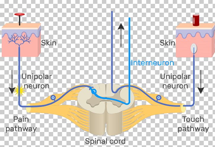 Pseudounipolar Neuron Multipolar Neuron Bipolar Neuron PNG, Clipart, Ache, Action Potential, Angle, Bipolar Neuron, Cell Free PNG Download