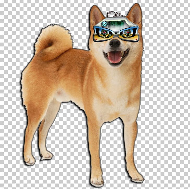 Shiba Inu Shikoku Finnish Spitz Canaan Dog Norwegian