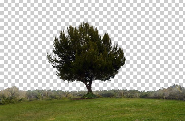 Single Tree Hill Desktop Forest PNG, Clipart, Biome, Branch, Conifer, Conifers, Desktop Wallpaper Free PNG Download