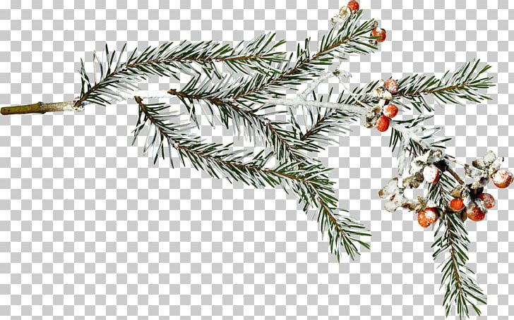 Fir Spruce Snow Branch Winter PNG, Clipart, Branch, Christmas, Christmas Decoration, Christmas Ornament, Conifer Free PNG Download