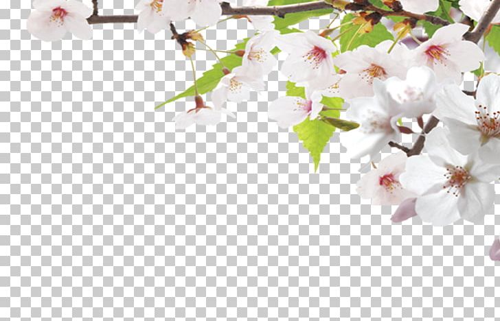 Google S Search Engine Cherry Blossom PNG, Clipart, Banner, Blossom, Branch, Branches, Computer Wallpaper Free PNG Download
