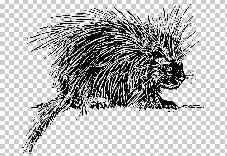 Hedgehog Porcupine Rodent PNG, Clipart, Animals, Beaver, Black And White, Capybara, Carnivoran Free PNG Download