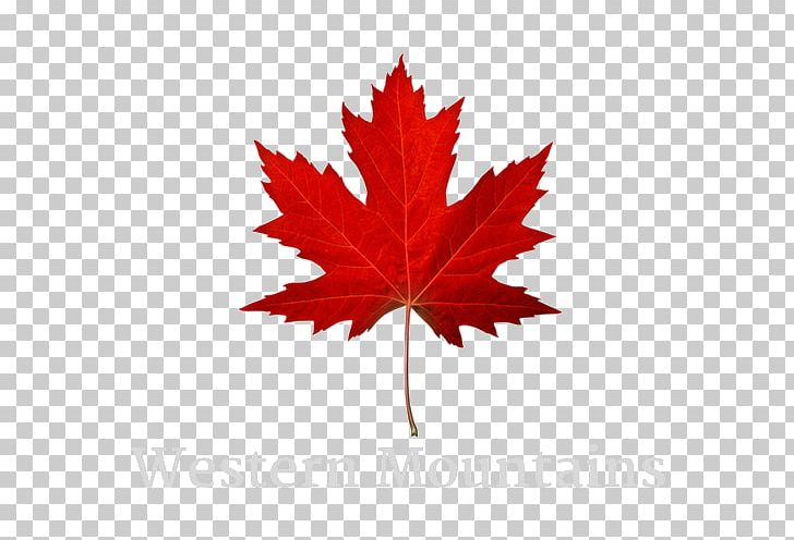 Maple Leaf Autumn Leaf Color Red Maple Stock Photography PNG, Clipart, Autum, Autumn, Flowering Plant, Green, Japanese Maple Free PNG Download