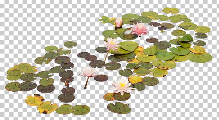 Nelumbo Nucifera Leaf Lotus Effect PNG, Clipart, Art, Euclidean Vector, Flower, Golden Lotus, Green Free PNG Download