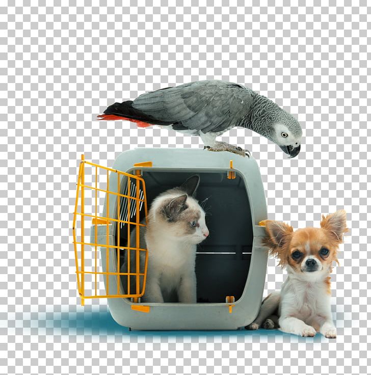 Pet Sitting Dog Cat Pet Travel PNG, Clipart, Animals, Cage, Carnivoran, Carrier, Cat Free PNG Download