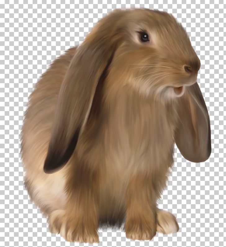 Rex Rabbit Holland Lop PNG, Clipart, Animal, Animals, Blog, Bunny, Companion Dog Free PNG Download