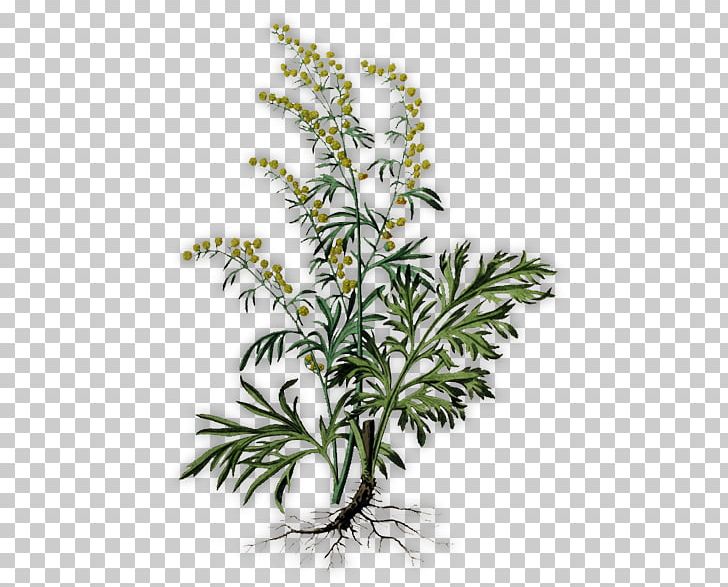 Absinthe Common Wormwood Herb Artemisia Pontica Plant PNG, Clipart, Absinthe, Artemisia, Bitters, Botanical Illustration, Botany Free PNG Download