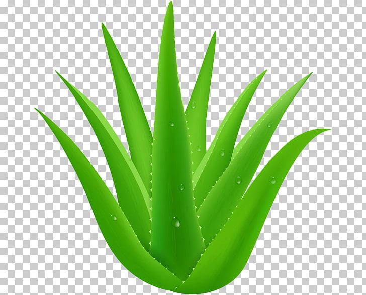 Aloe Vera Plant PNG, Clipart, Aloe, Aloe Vera, Argan, Clip Art, Desktop Wallpaper Free PNG Download