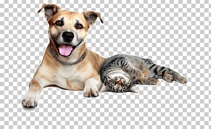 Dog–cat Relationship Pet Sitting Dog–cat Relationship Veterinarian PNG, Clipart, Carnivoran, Cat, Cat Like Mammal, Companion Dog, Dog Free PNG Download