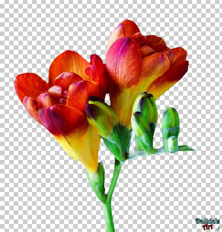 Freesia Tulip Cut Flowers PNG, Clipart, Bud, Bulb, Cut Flowers, Flower, Flowering Plant Free PNG Download