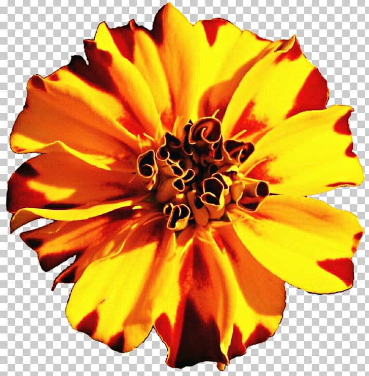 Mexican Marigold Flower Tagetes Lucida Annual Plant PNG, Clipart, Annual Plant, Calendula, Common Sunflower, Cut Flowers, Dahlia Free PNG Download