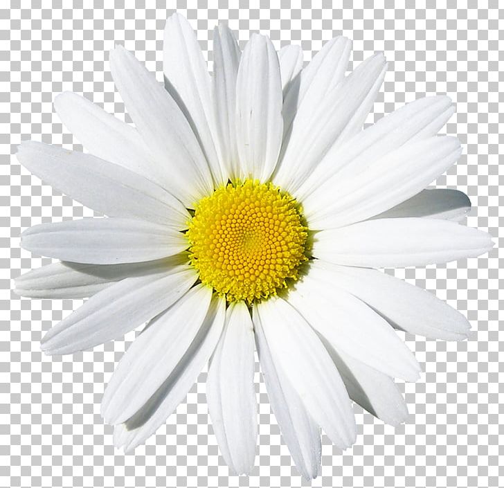 Common Daisy Flower Stock Photography PNG, Clipart, Annual Plant, Aster, Birth Flower, Camomile, Chamaemelum Nobile Free PNG Download