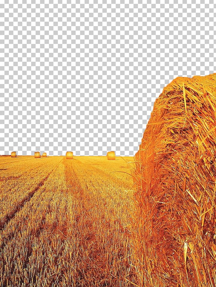 Field Straw-bale Construction Harvest Wheat PNG, Clipart, Agriculture, Baler, Commodity, Computer Wallpaper, Crop Free PNG Download
