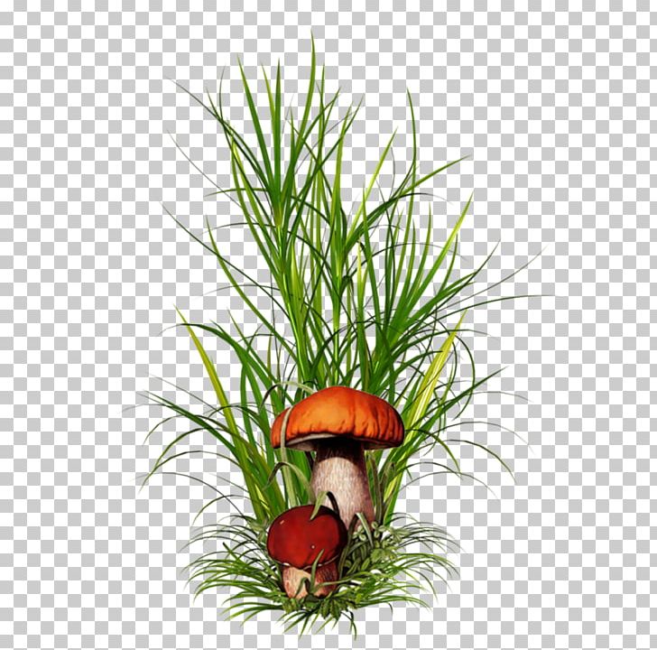 Ornamental Grass PNG, Clipart, Clip Art, Flowerpot, Grass, Grasses, Grass Family Free PNG Download