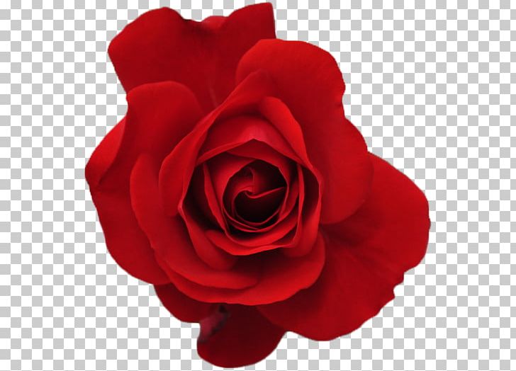 Rose Red Flower PNG, Clipart, Blue, Blue Rose, China Rose, Cut Flowers, Description Free PNG Download
