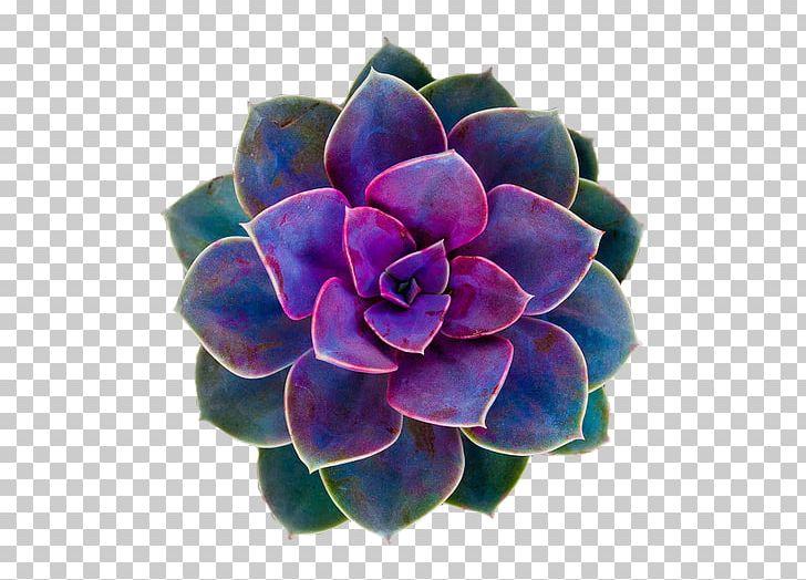 Succulent Plant Flower Rose Desktop PNG, Clipart, Cactaceae, Color, Cut  Flowers, Desktop Wallpaper, Flower Free PNG