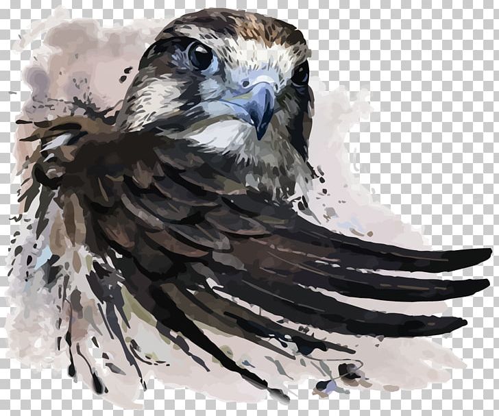 Watercolor Painting Falcon Illustration PNG, Clipart, Bald Eagle, Beak, Bird, Bird Of Prey, Birds Free PNG Download