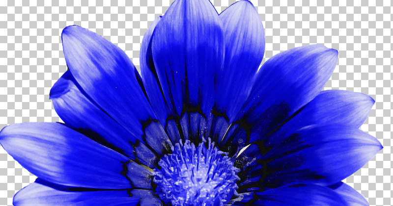 Blue Petal Flower Cobalt Blue Purple PNG, Clipart, African Daisy, Annual Plant, Blue, Cobalt Blue, Daisy Family Free PNG Download
