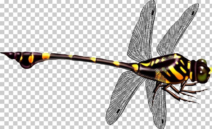 Dragonfly Icon PNG, Clipart, Adobe Illustrator, Dragonfly Wings, Dragonfly With Flower, Encapsulated Postscript, Honey Bee Free PNG Download