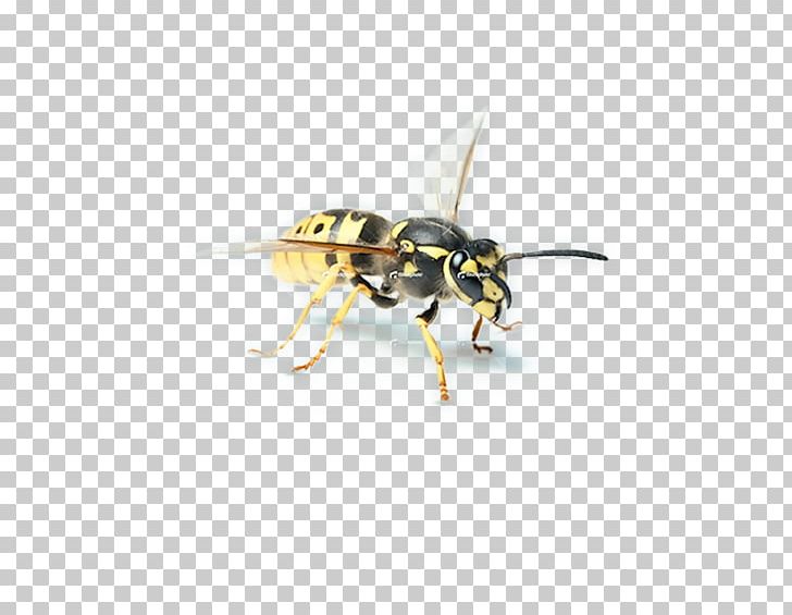 Hornet Bee Wasp YCombinator PNG, Clipart, Arthropod, Bee, Fly, Herr Prof Dr Med Andreas Kulozik, Hornet Free PNG Download