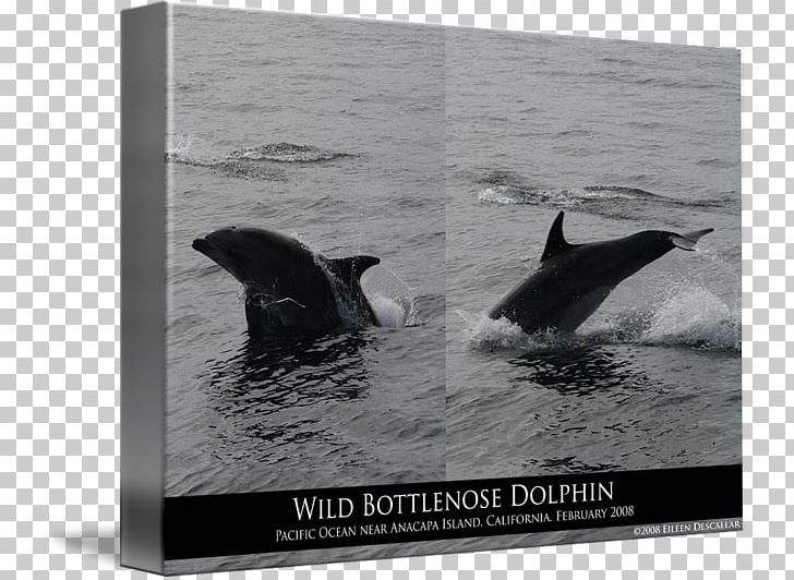 Killer Whale Wholphin Tucuxi Dolphin Water PNG, Clipart, Black And White, Dolphin, Fauna, Fin, Greeting Free PNG Download