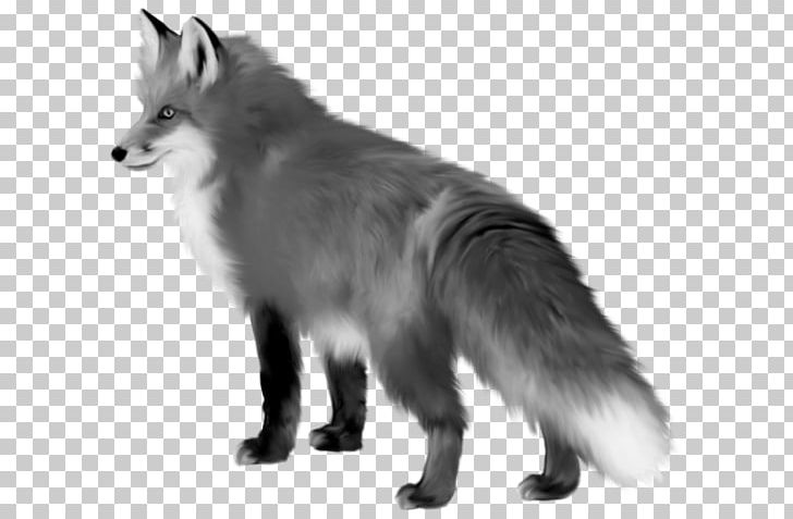 Red Fox PNG, Clipart, Animal, Animals, Artistic, Black And White, Carnivoran Free PNG Download