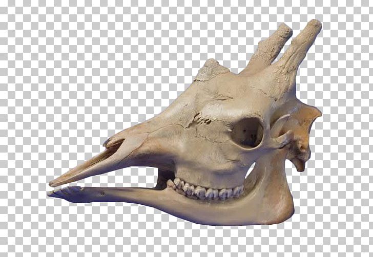 Skull Giraffe Skeleton Stock Photography PNG, Clipart, Bone, Deviantart, Fantasy, Giraffe, Giraffe Head Free PNG Download