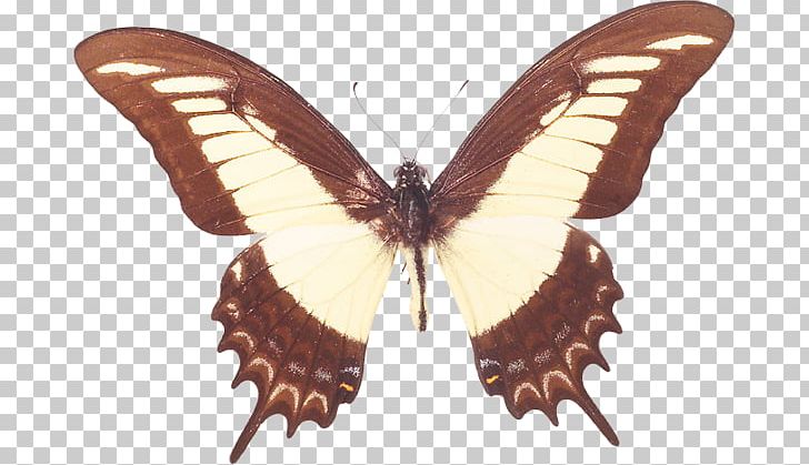 Brush-footed Butterflies Swallowtail Butterfly Old World Swallowtail Papilio Androgeus PNG, Clipart, Arthropod, Brush Footed Butterfly, Butterflies And Moths, Butterfly, Insect Free PNG Download