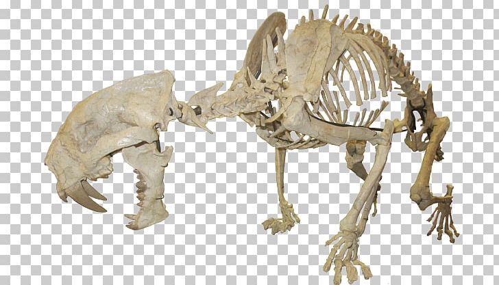 Oligocene Pogonodon Nimravidae Maxilla & Mandible Ltd PNG, Clipart, Animal Figure, Bone, Carnivora, Dinosaur, Extinction Free PNG Download